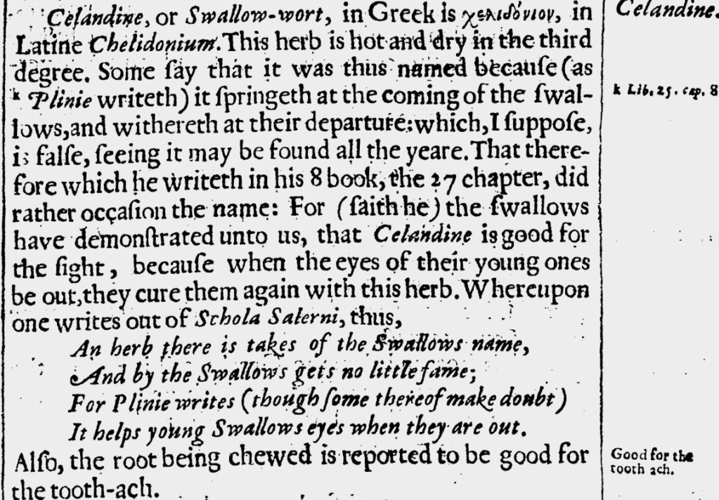 Ancient word of the day: Celandine 