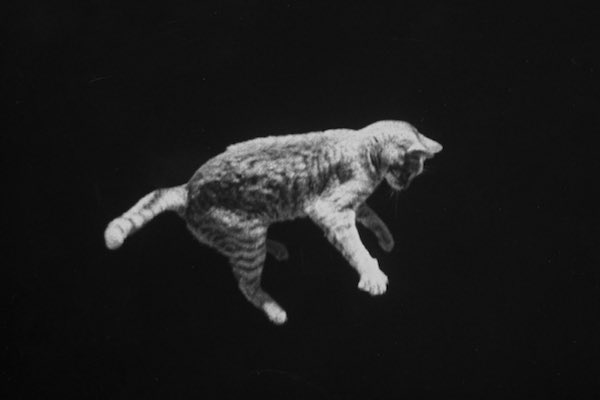 The Falling Cat Phenomenon: How NASA Trained Astronauts For Zero Gravity 