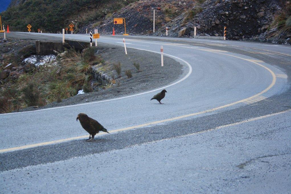 Travel: Magnificent Milford Sound, New Zealand Copyright Content Catnip 2016