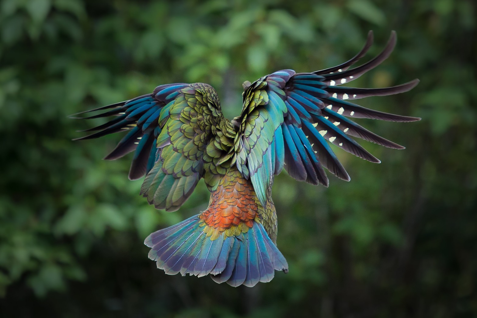 Quirky Facts About The Kea: NZ's Alpine Trickster