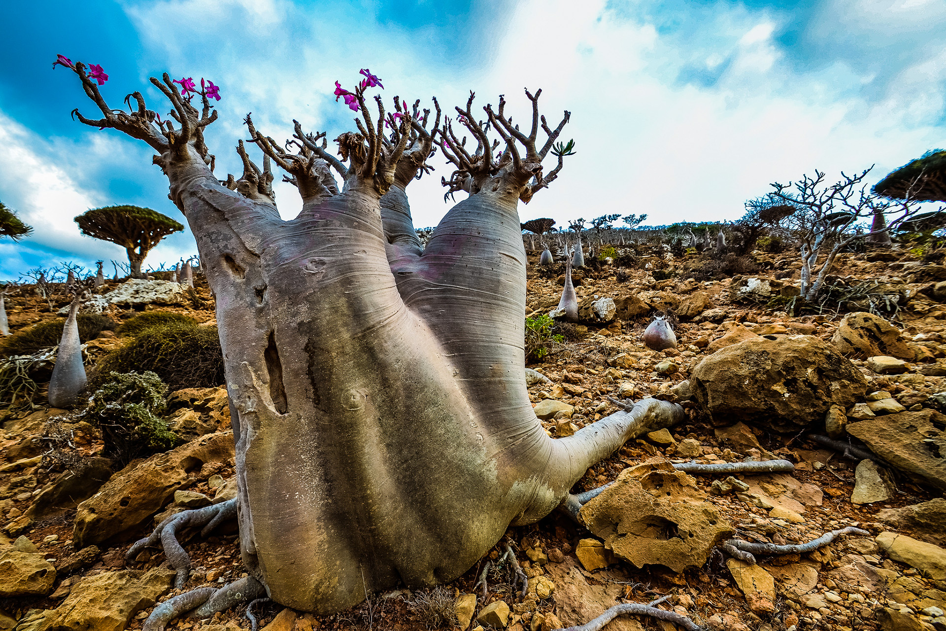 Welcome to a strange and forgotten alien world: Socotra