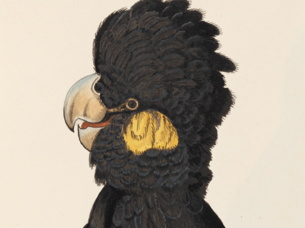 The quirky origins of Australia’s native animal&nbsp;names