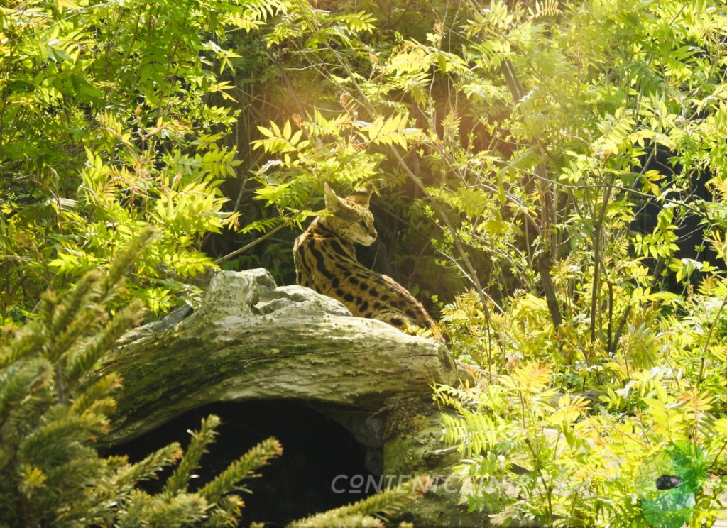 Serwal Warsaw Zoo Copyright Content Catnip 2019