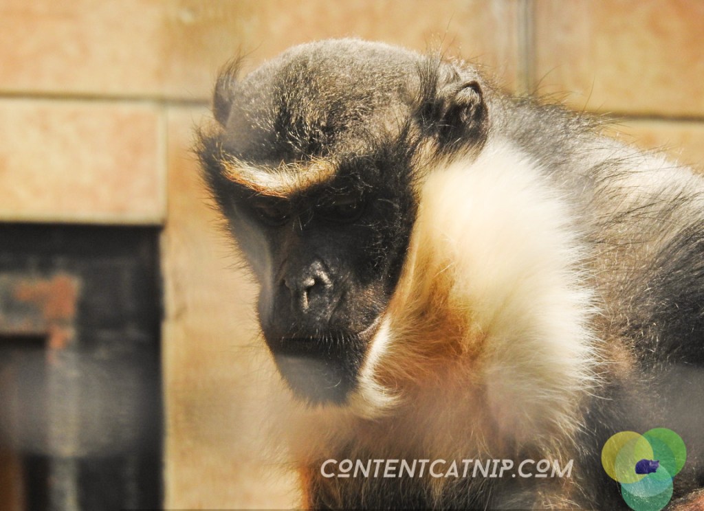 Monkeys with sad faces Warsaw Zoo Copyright Content Catnip 2019