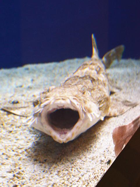 Impossibly Beautiful Sea Life of Sydney Harbour – Part 2