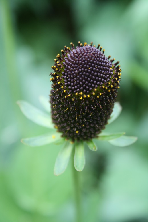 The Enchanted Ogrod of Kraków