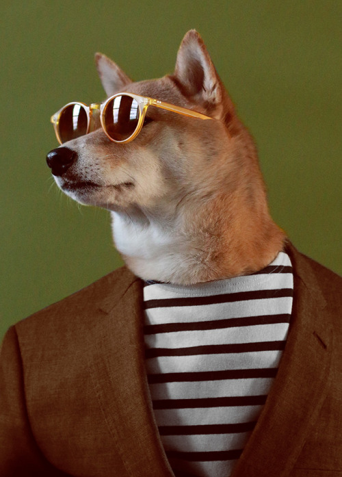 Menswear Dog Is Dripping With Badassery