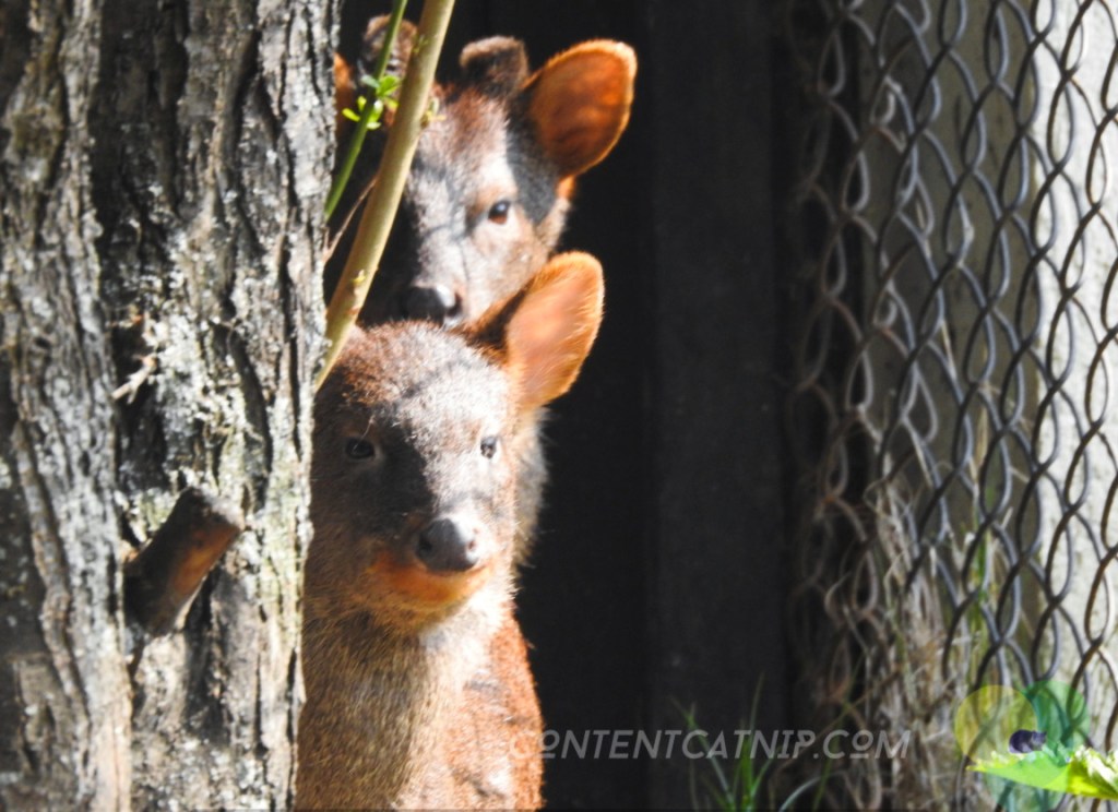 Southern Pudu Warsaw Zoo Copyright Content Catnip 2019