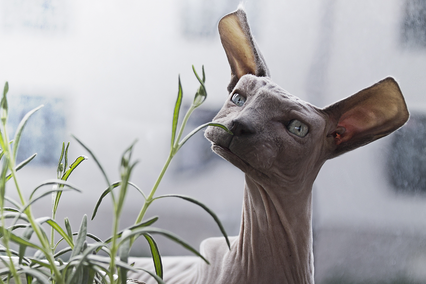 How animals would look in Minecraft