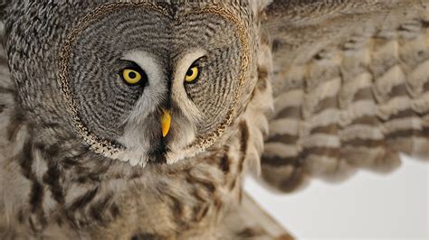 Ancient word of the day: Athene Noctua or Athena's Owl