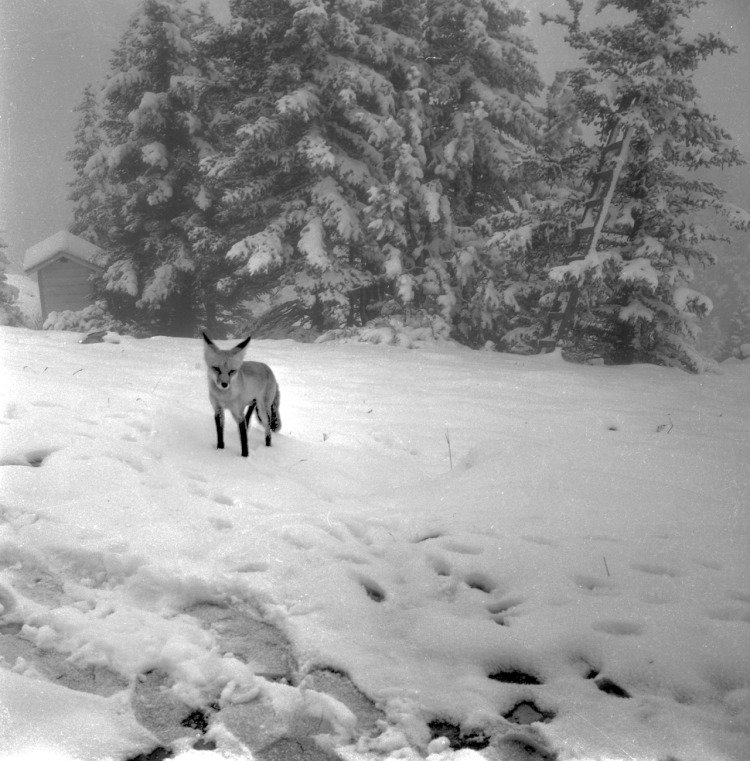 Every Picture Tells A Story: A lone fox during a July snowstorm