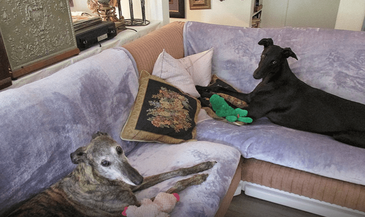 Seven Myths Dispelled About Greyhounds 