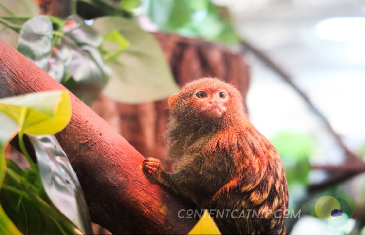 Pygmy marmoset. Warsaw Zoo Copyright Content Catnip 2019