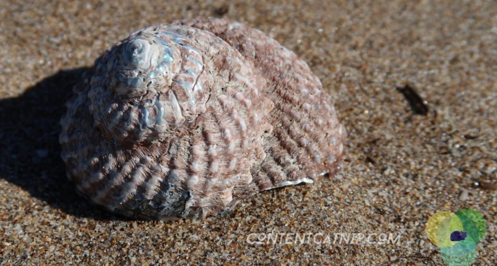 A roadtrip through the Bay of Plenty and Eastern Cape of the North Island