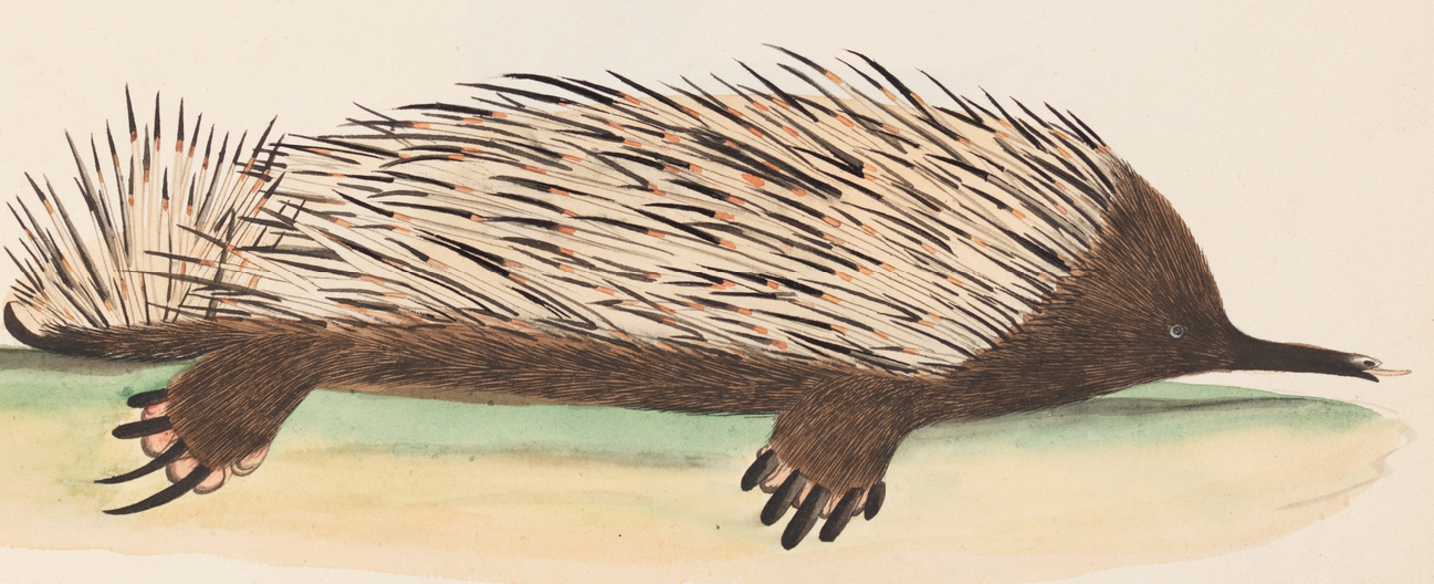 Unseen Art from Australia’s First Fleet http://wp.me/p41CQf-8h