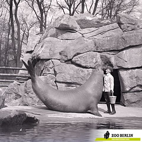 Roland: Gargantuan Elephant Seal From Berlin