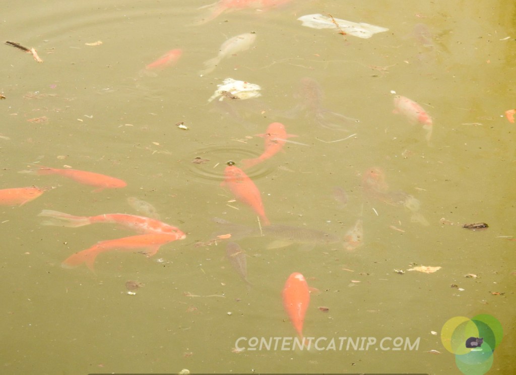 The water surrounding the animal pens was filthy with slime and algae. Warsaw Zoo Copyright Content Catnip 2019 