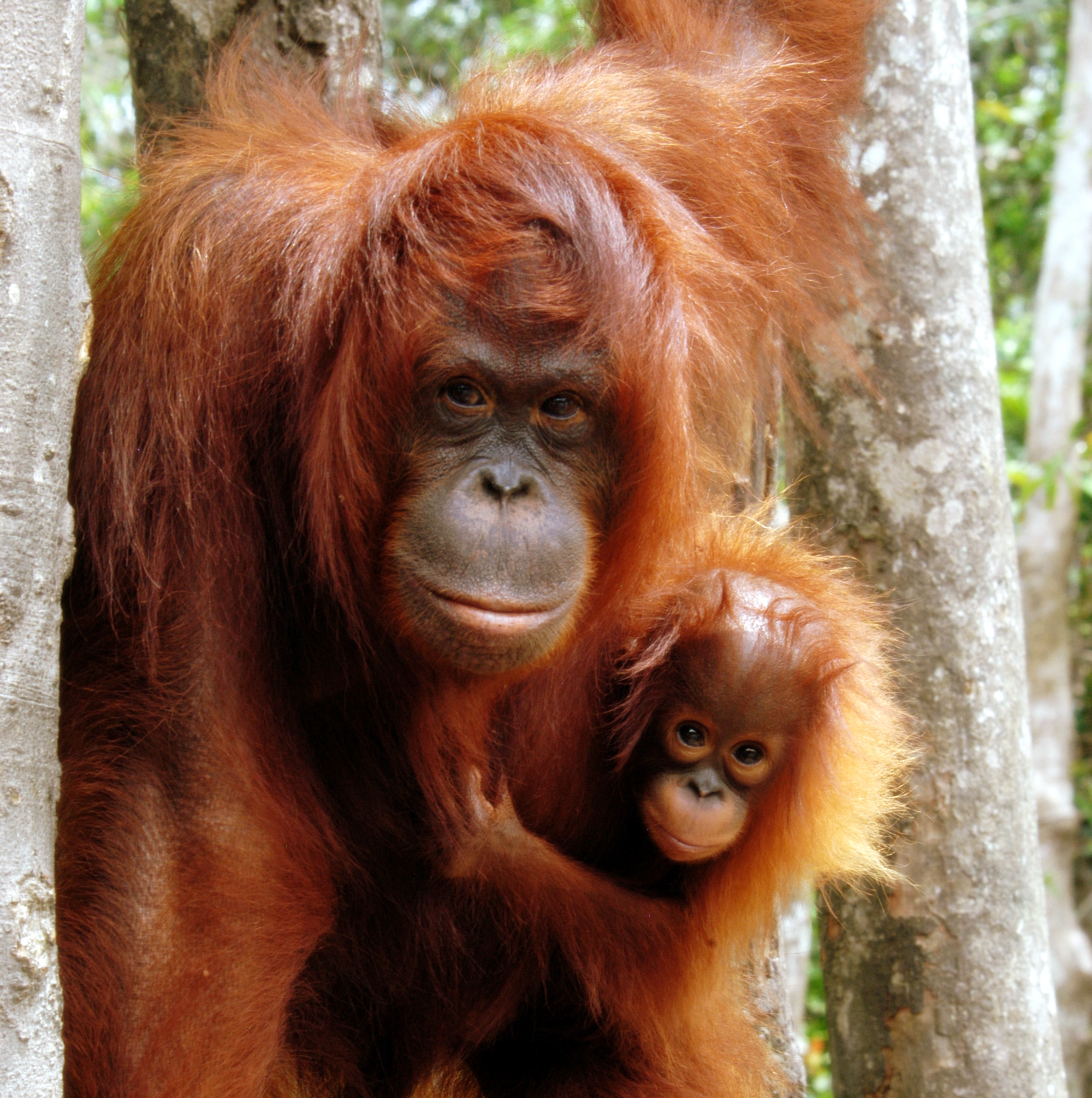 How you can fight against the palm oil industry and help orangutans