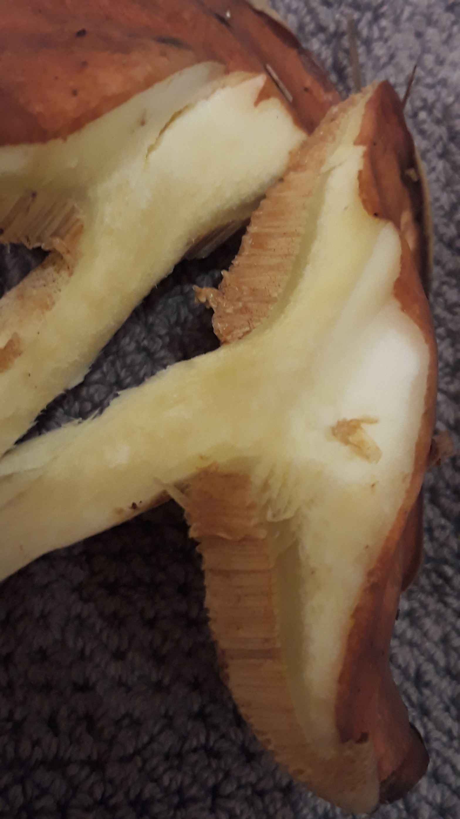 Mushrooming in New Zealand: a cautionary tale