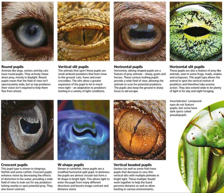 Amazing animal eye adaptations 