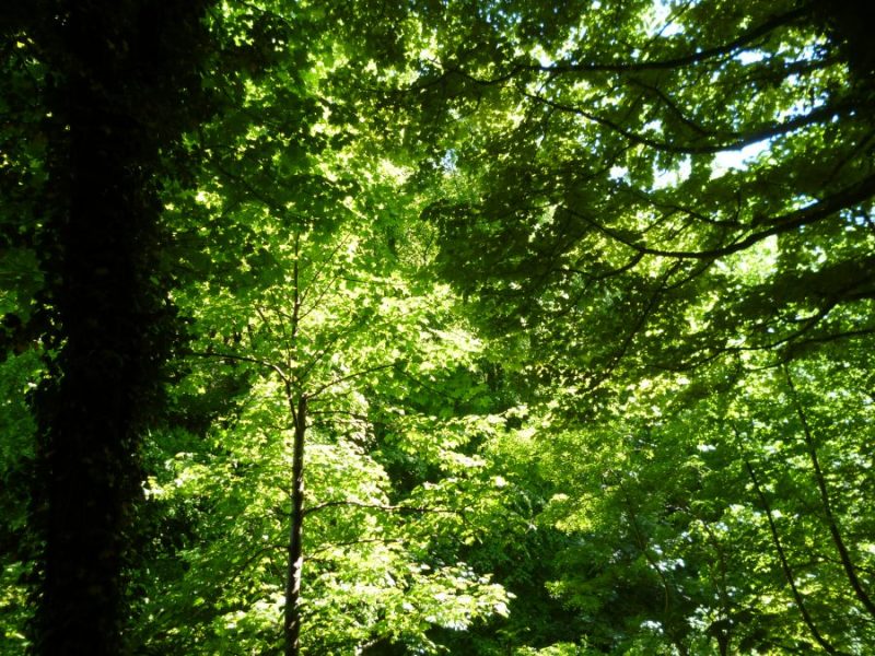 Ambient Album Review: Place Language by Various Artists&nbsp;@RobGMacfarlane