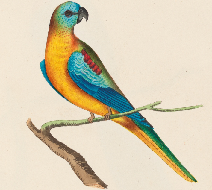 Unseen Art from Australia’s First Fleet http://wp.me/p41CQf-8h