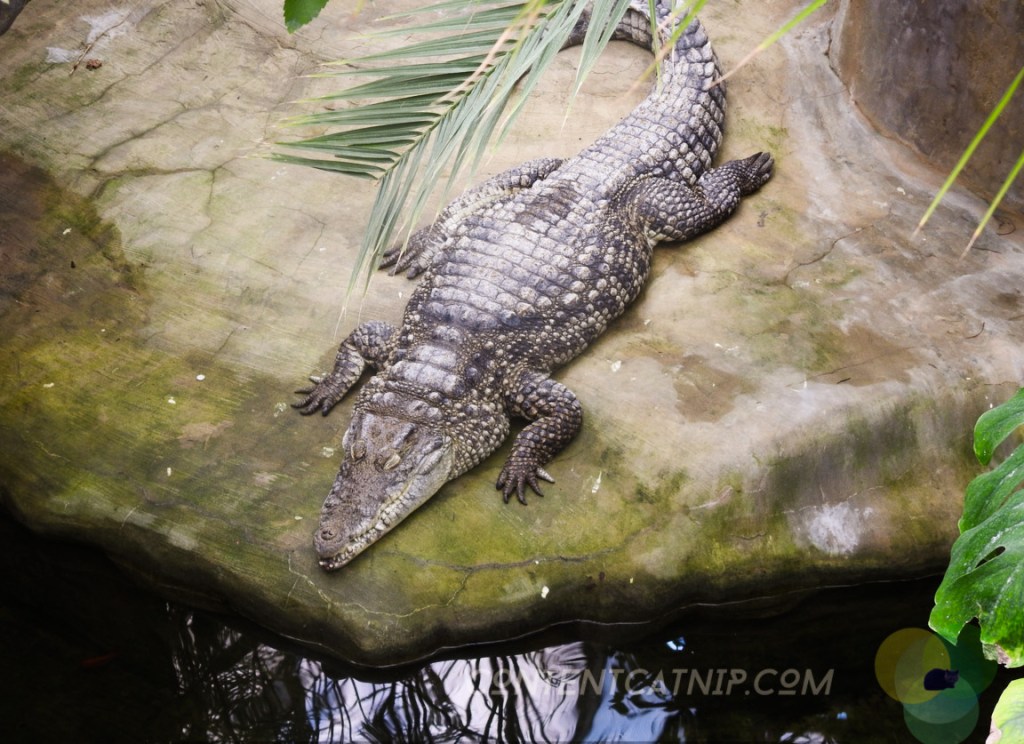 Alligator Warsaw Zoo Copyright Content Catnip 2019 