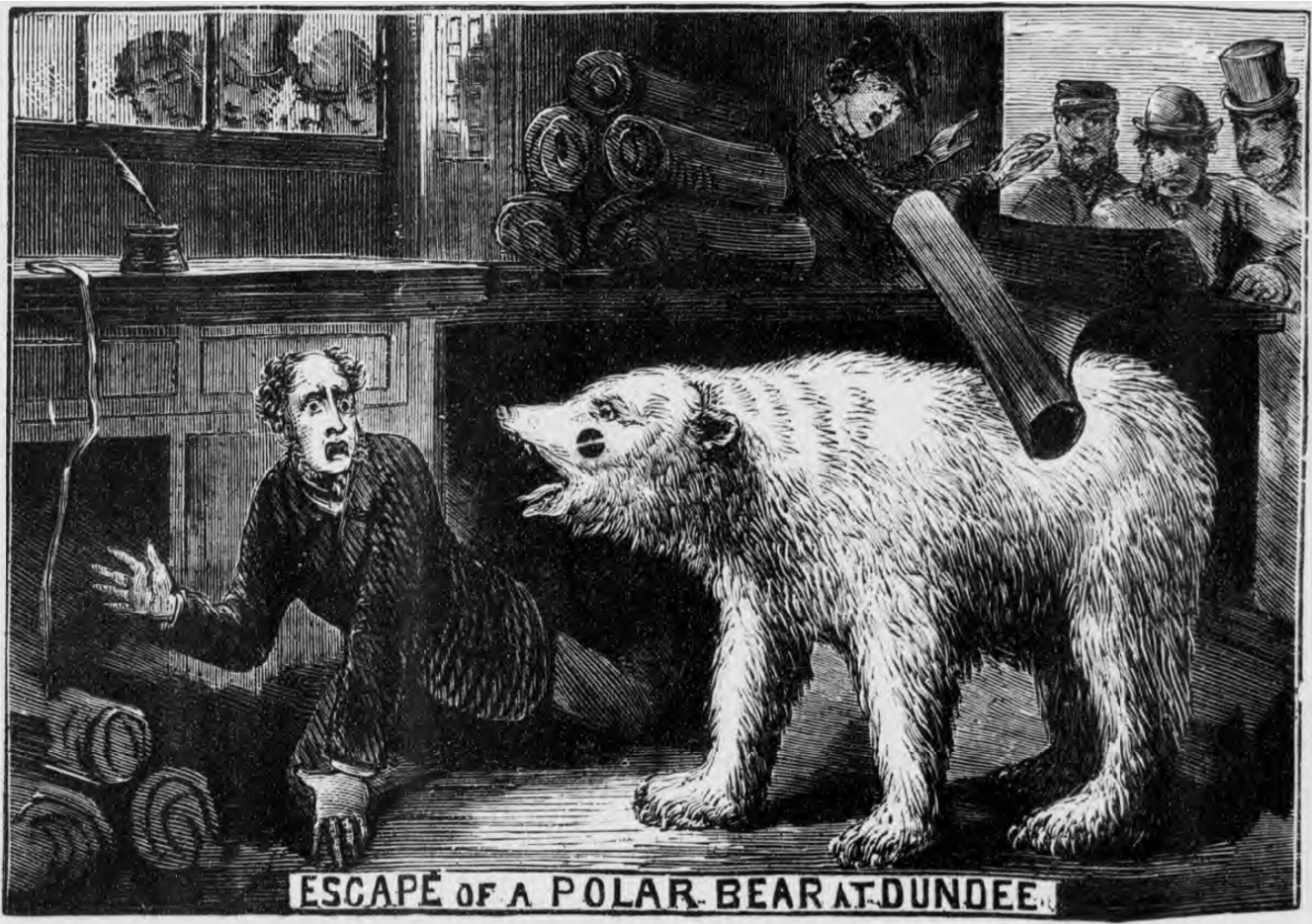 Polar Bear rampages through Dundee