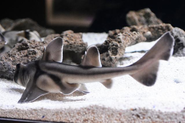 Impossibly Beautiful Sea Life of Sydney Harbour – Part 2