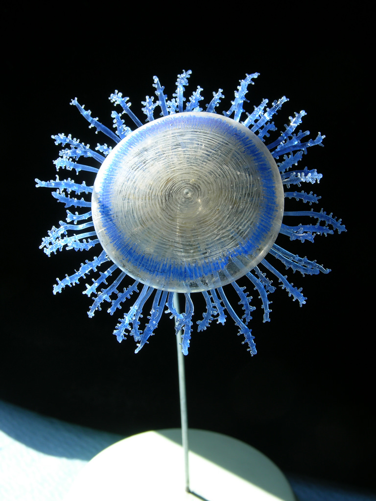 Exquisite Marine Invertebrates of the 19th Century http://wp.me/p41CQf-rWG