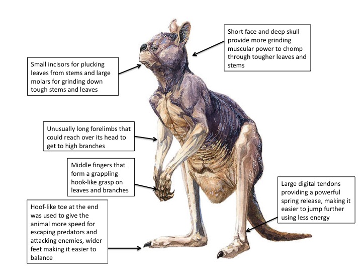 Ancient Australian megafauna: Procoptodon goliah 
