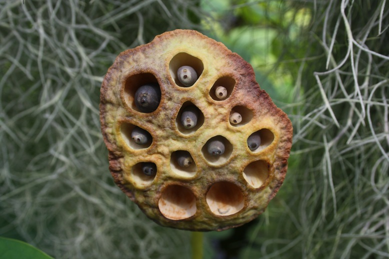 The Enchanted Ogrod of Kraków