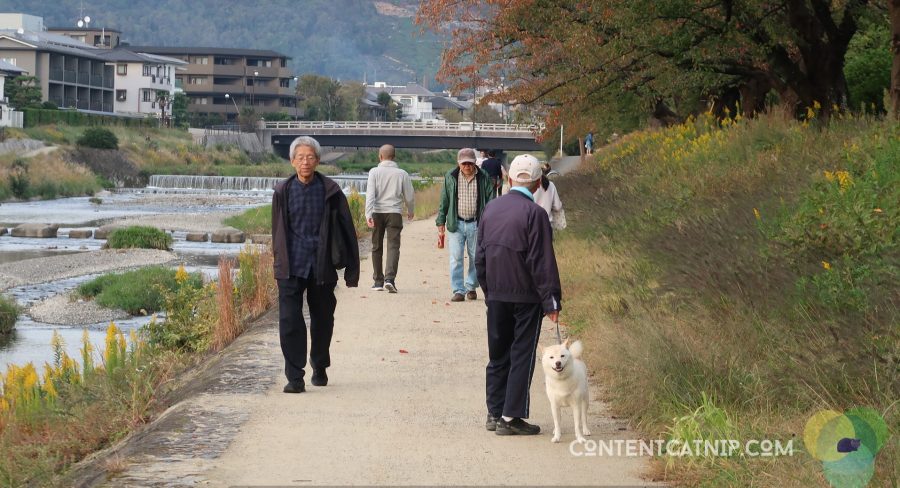 Riding around on the Kamo river, a man with a friendly Shiba Inu