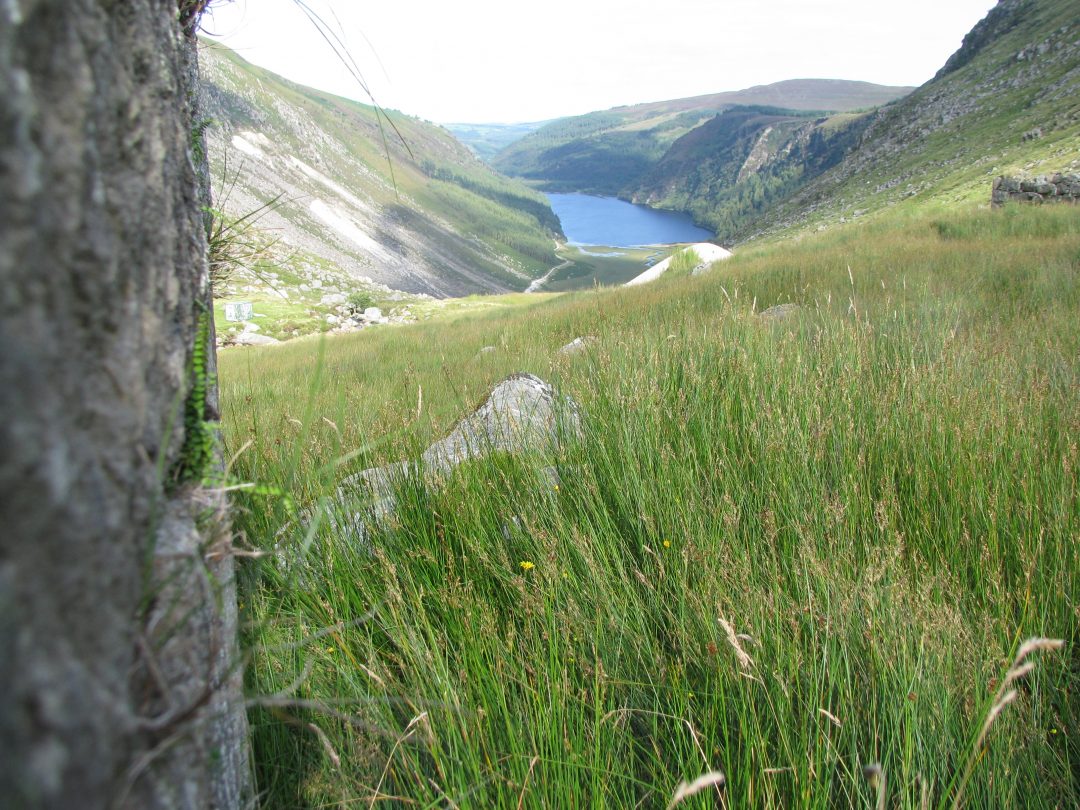 Among the Irish Faeries and Norse Gods