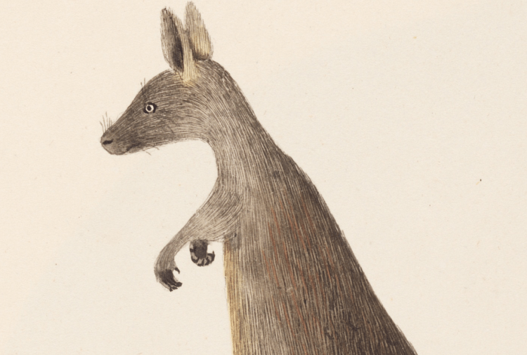 kangaroo-1790s