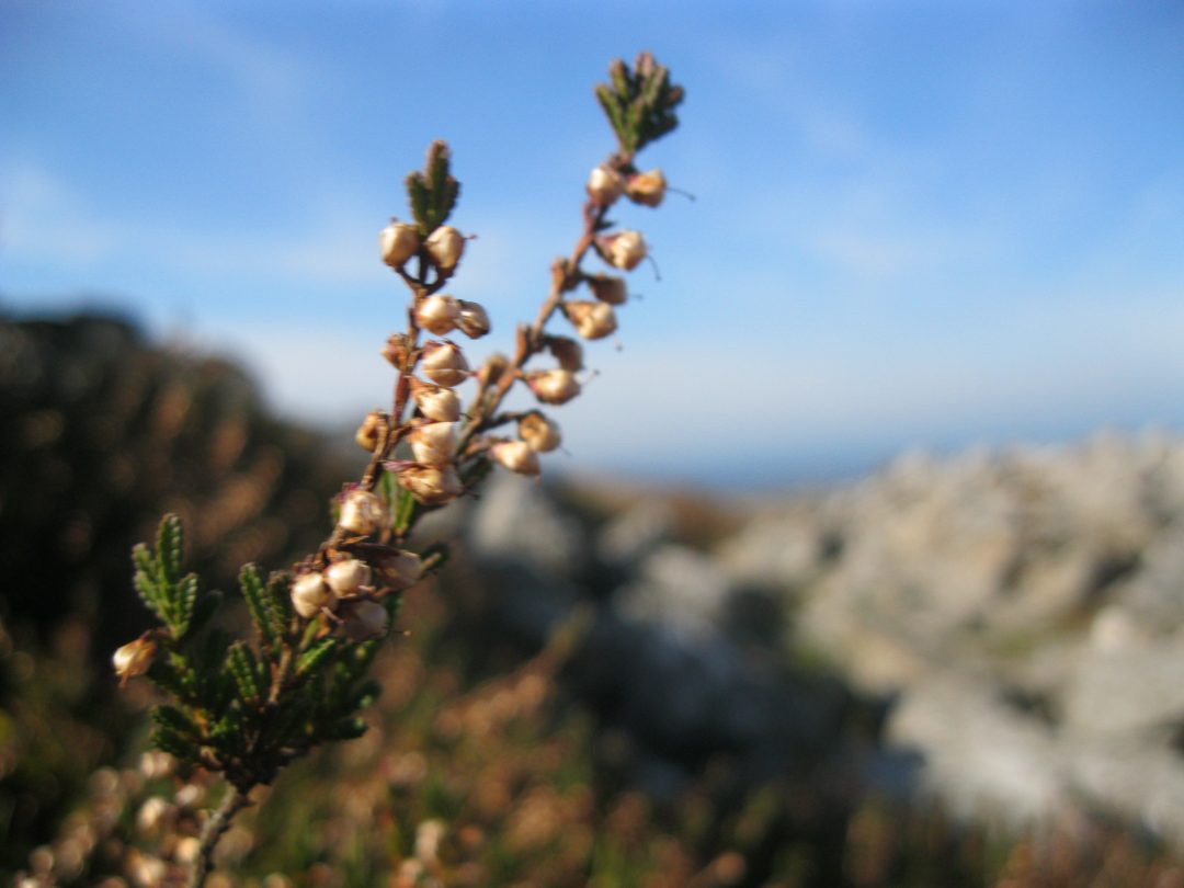 Travel: Meandering around the Mynydd Carningli neolithic hillfort