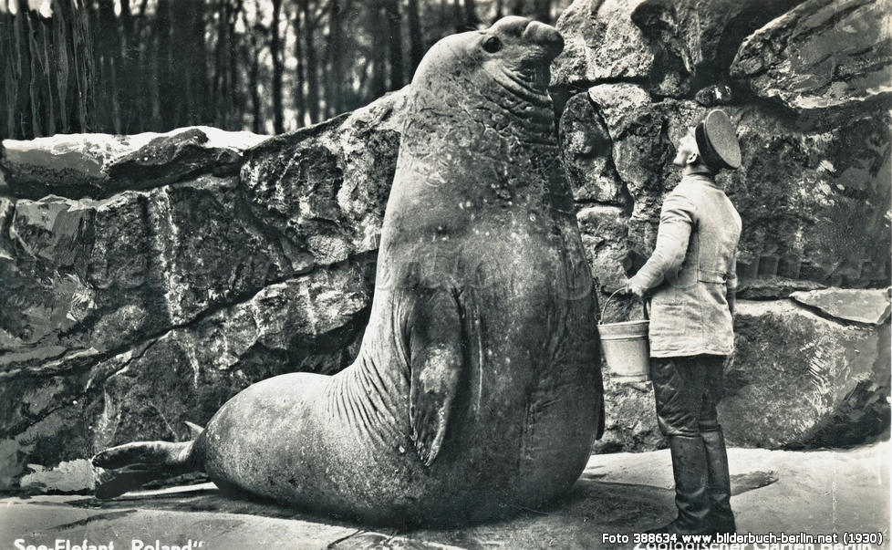 Roland: Gargantuan Elephant Seal From Berlin