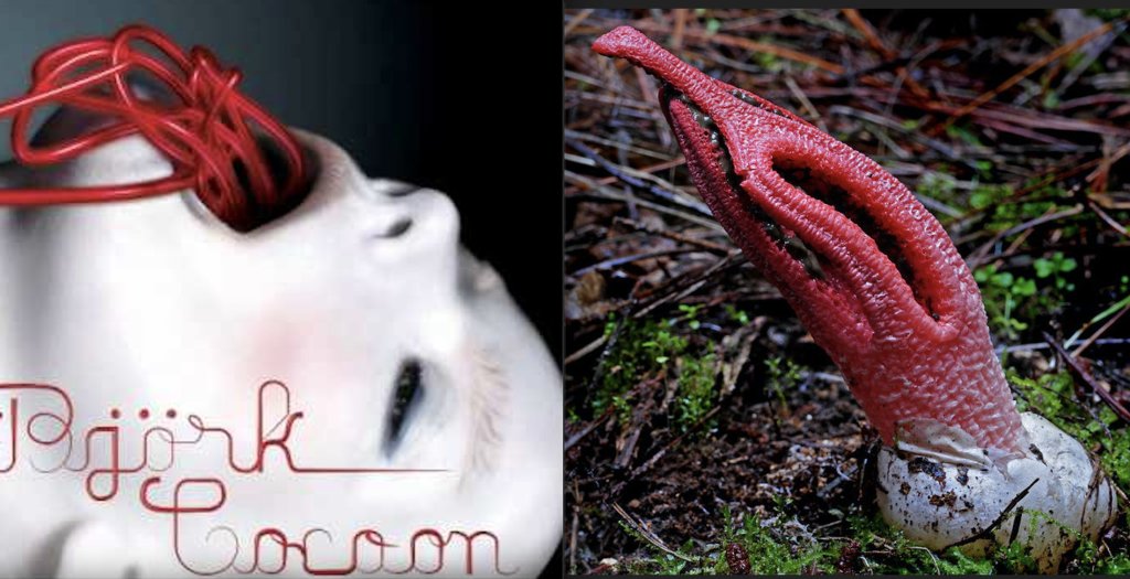 Björk as extravagant fungi