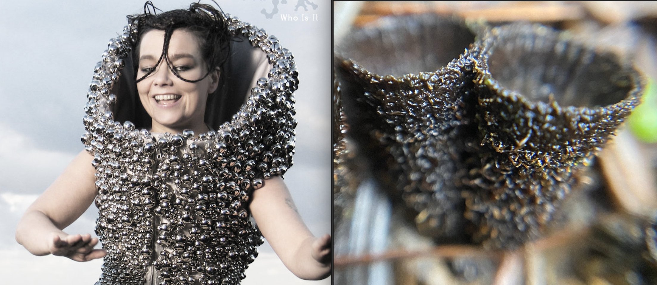 Björk as extravagant fungi