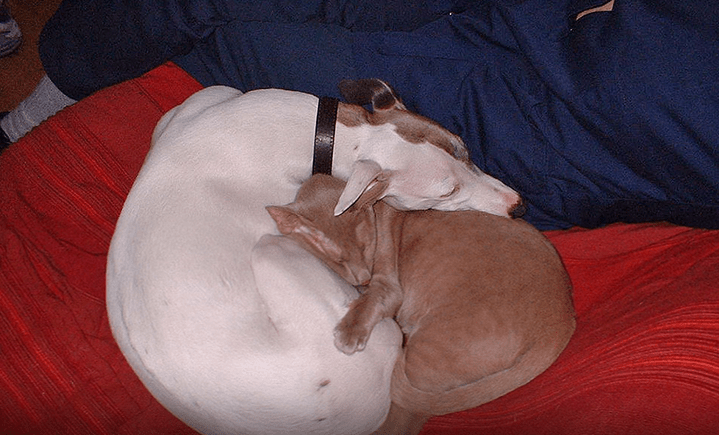 Seven Myths Dispelled About Greyhounds 