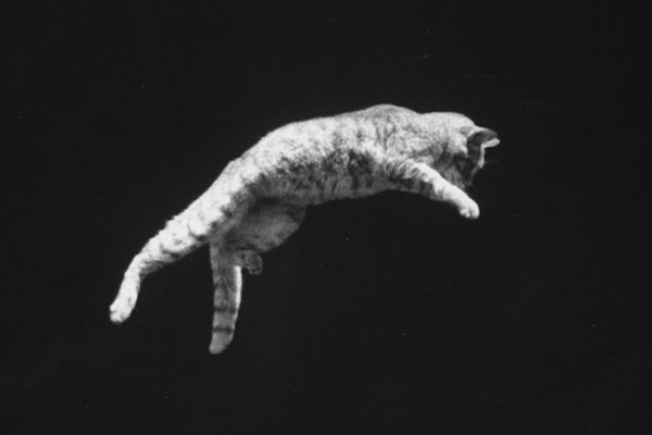 The Falling Cat Phenomenon: How NASA Trained Astronauts For Zero Gravity 