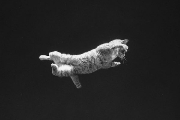 The Falling Cat Phenomenon: How NASA Trained Astronauts For Zero Gravity 