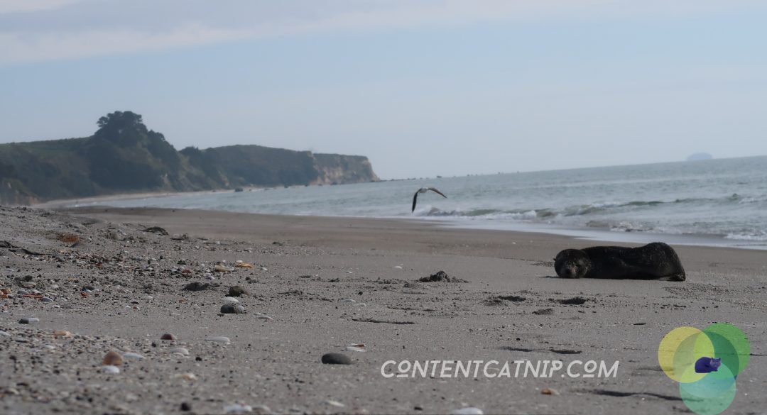 A roadtrip through the Bay of Plenty and Eastern Cape of the North Island