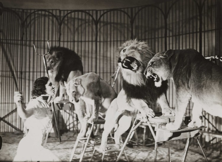 Every Picture Tells A Story: Lion Tamer for a touring circus at Ascot, 1936