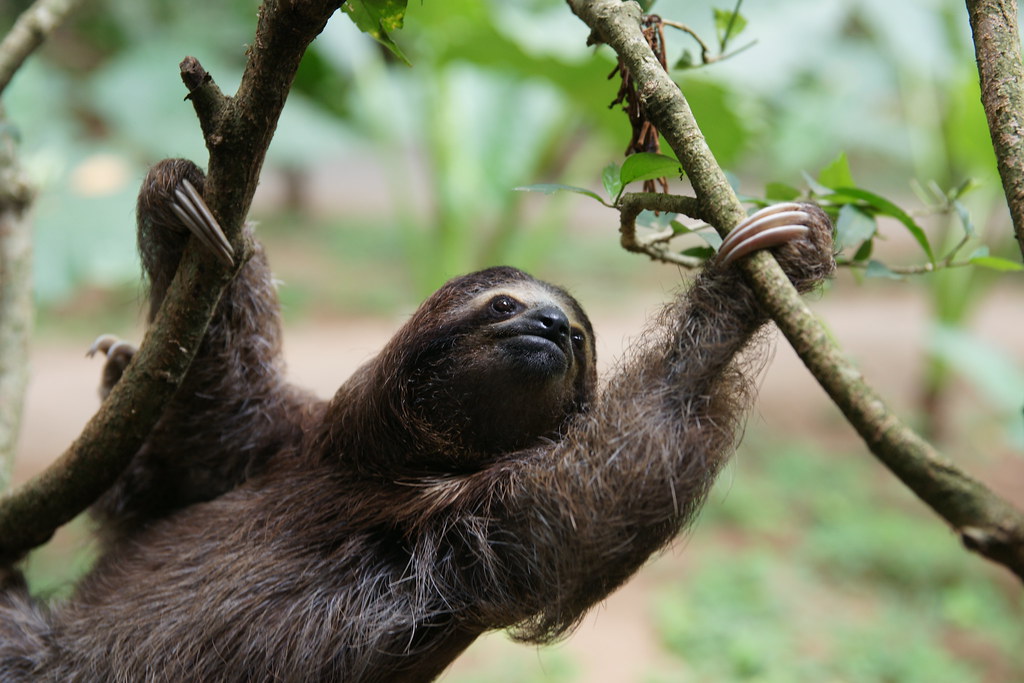 Sloths get rewarded for being exceedingly lazy