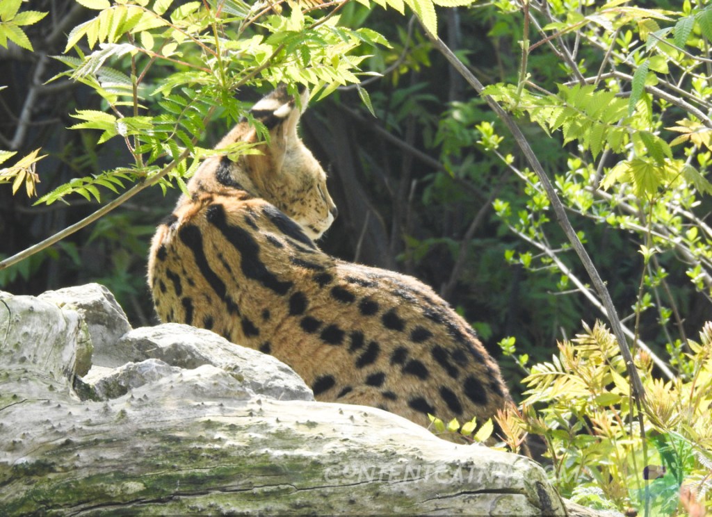 Serwal Warsaw Zoo Copyright Content Catnip 2019 