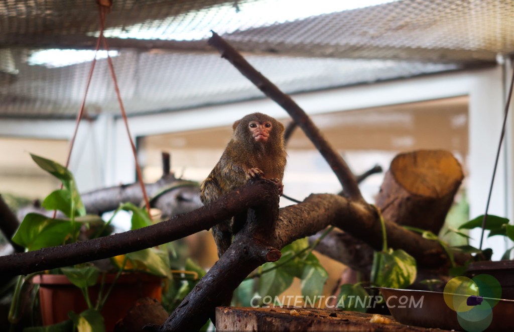 Pygmy marmoset. Warsaw Zoo Copyright Content Catnip 2019