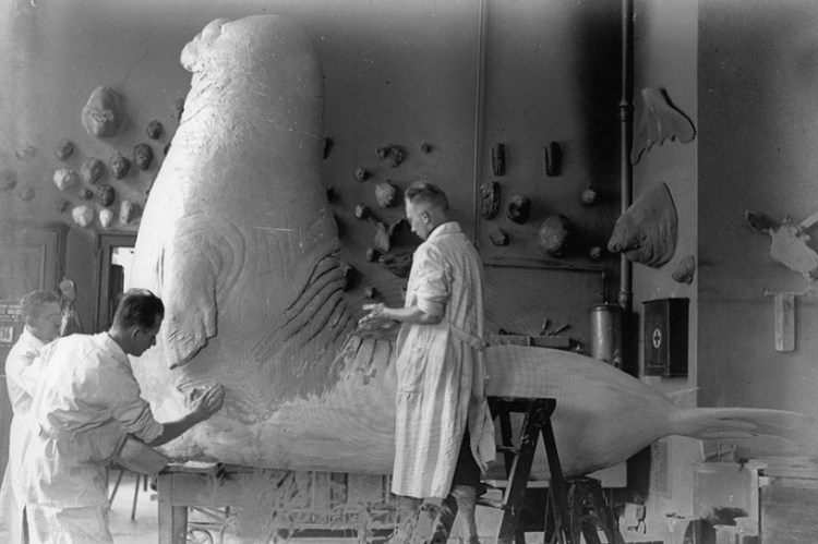 Roland: Gargantuan Elephant Seal From Berlin