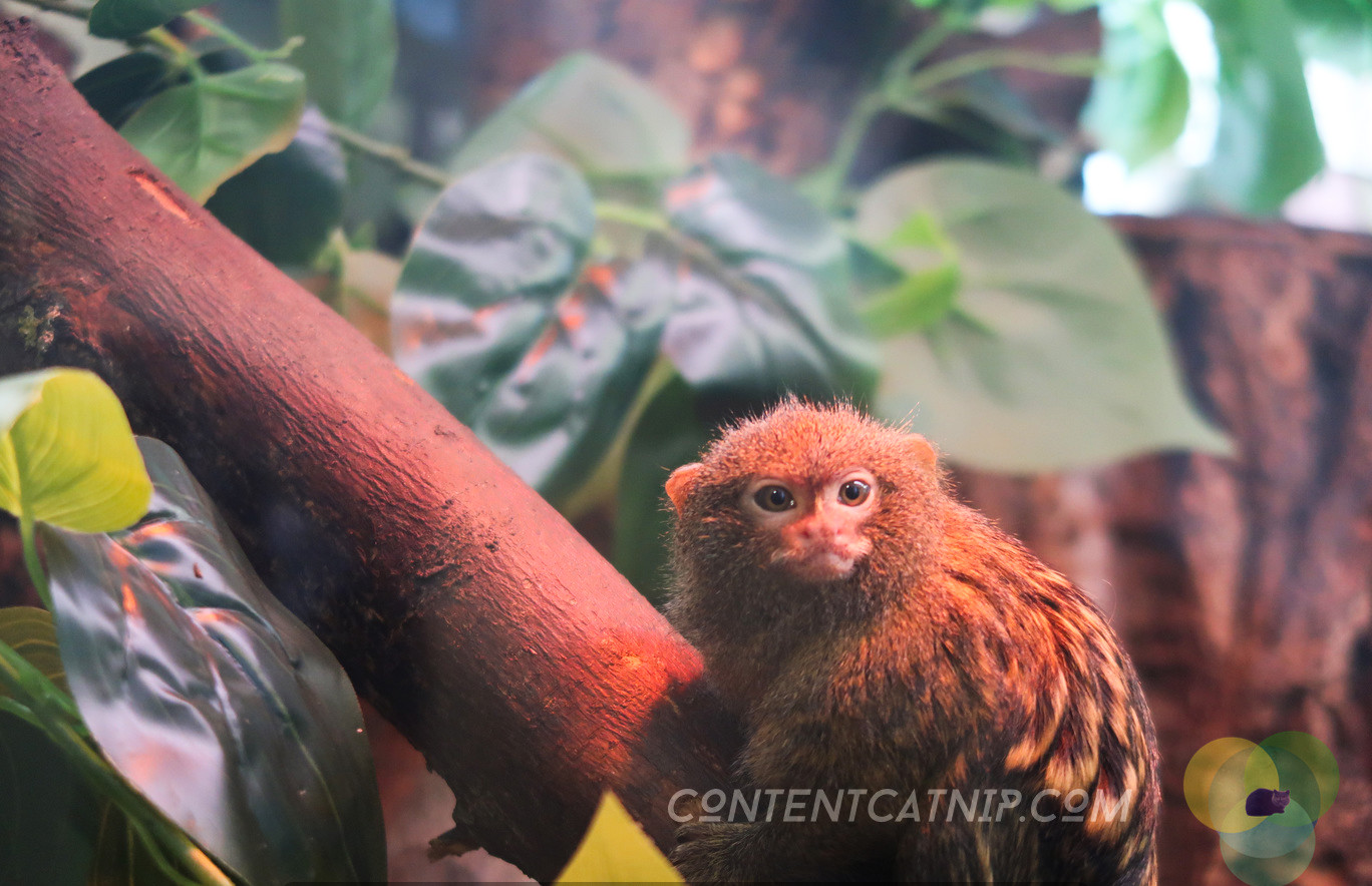 Pygmy marmoset. Warsaw Zoo Copyright Content Catnip 2019