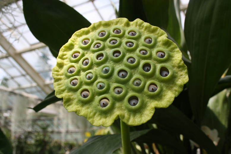 Every Picture Tells a Story: The Enchanting Ogród Botaniczny of Kraków